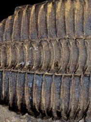 Trilobit Conocoryphe cirina