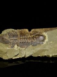 Trilobit Hydrocephalus minor